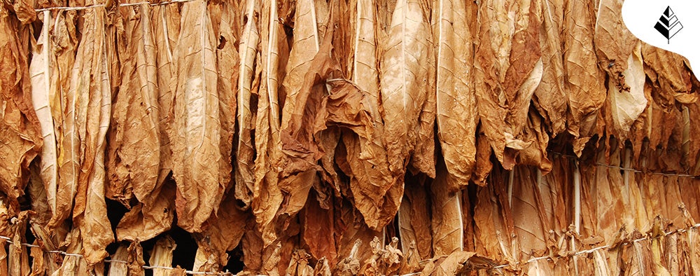 Migliori Profumi di Nicchia Economici 