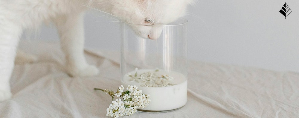 Miglior Profumo al Latte Confortante