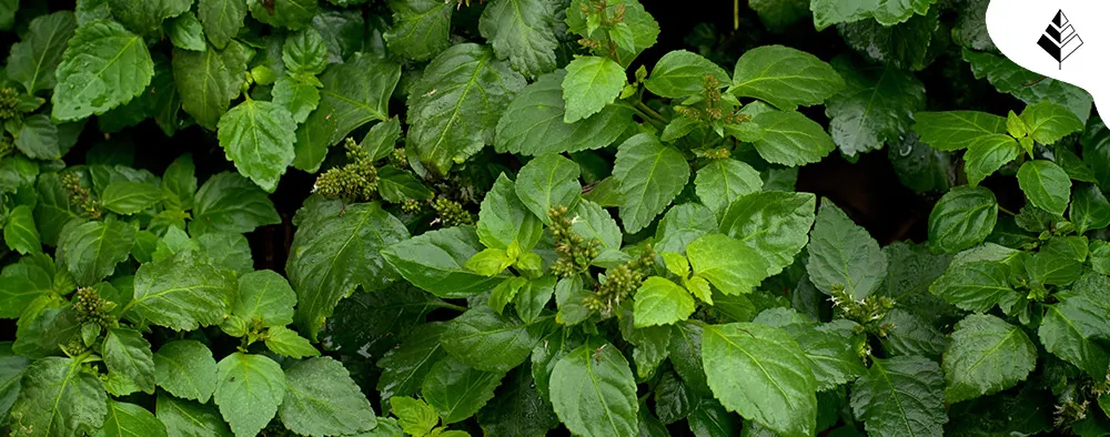 Migliori Profumi Uomo al Patchouli