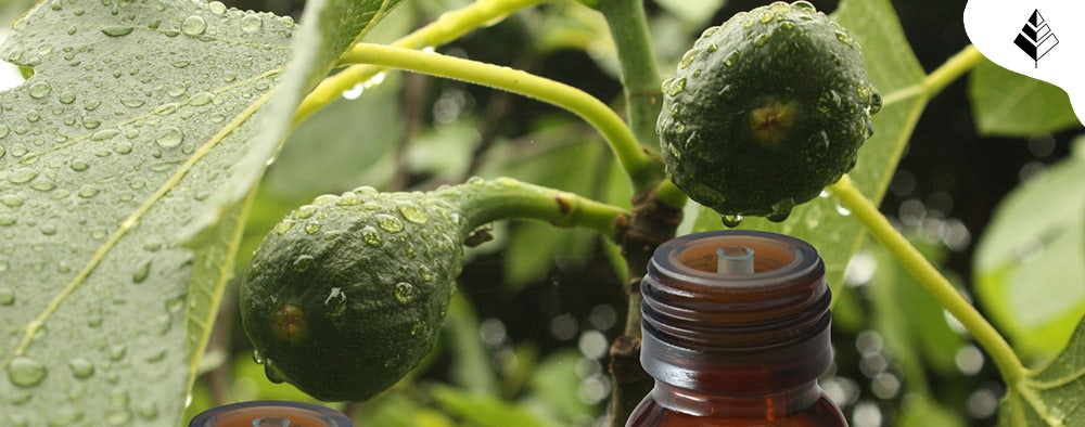 migliori profumi al fico della profumeria di nicchia