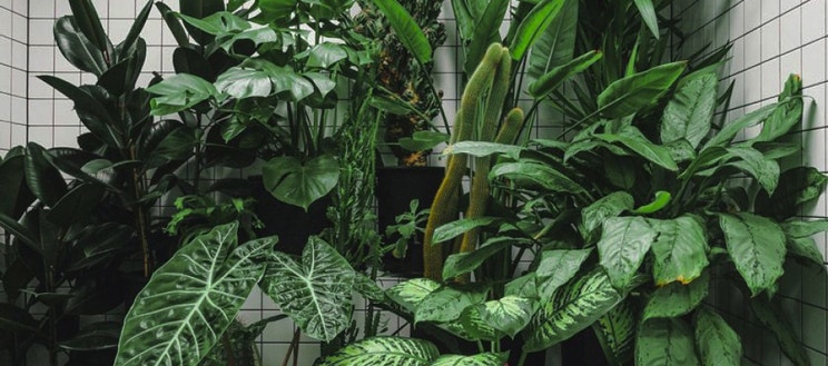 Urban Jungle Urban Jungle