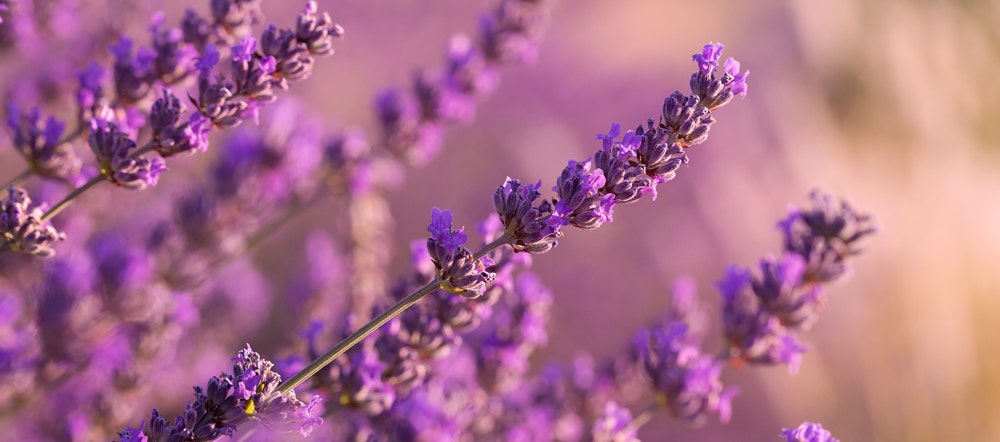 Lavender