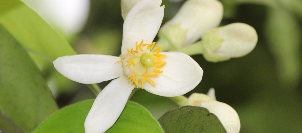 Neroli