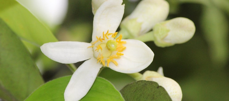 Neroli Neroli