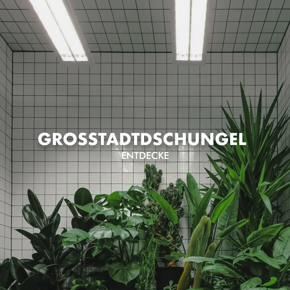 Großstadtdschungel – verfügbar im 50 ml Store